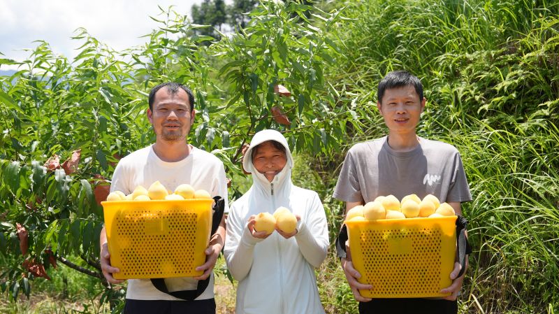 江西永丰：黄桃丰收季 “甜蜜”产业促振兴