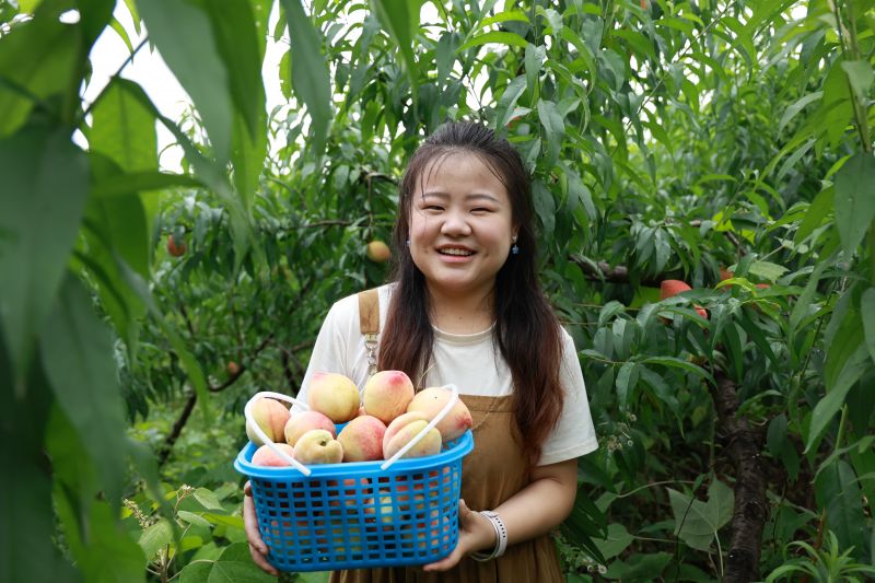 江西瑞昌：桃子成熟采摘忙