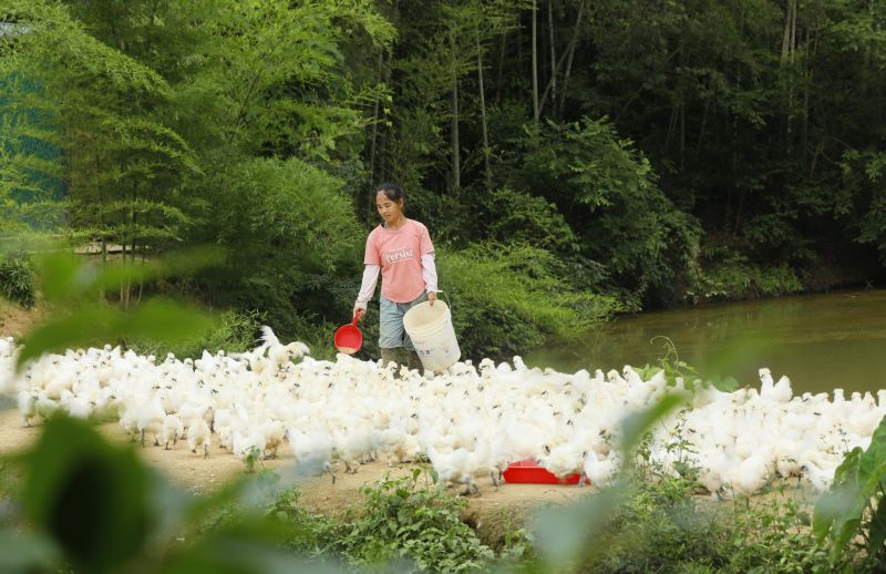 江西泰和：林下养殖助力乡村振兴