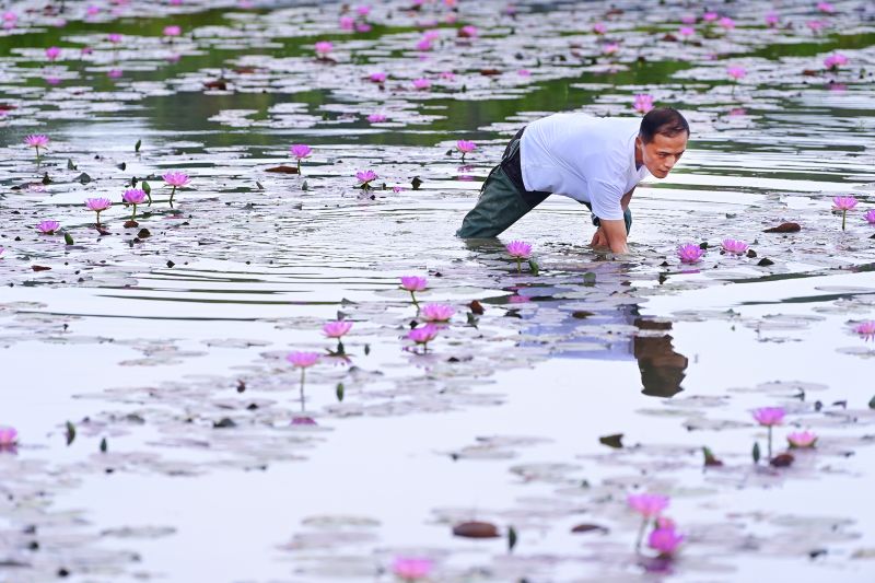 江西万载：乡村种睡莲收获花经济