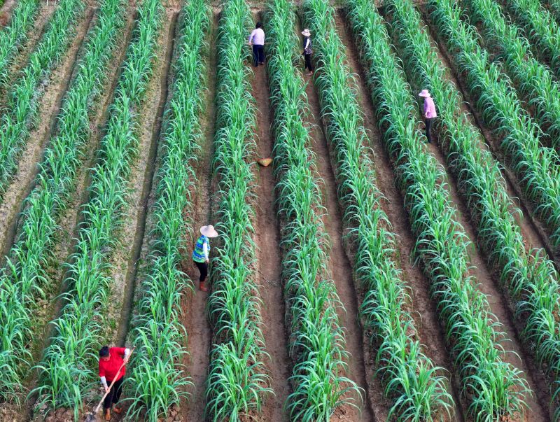 江西泰和:甘蔗管护忙