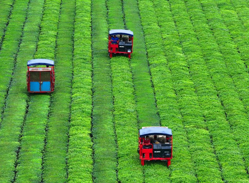 江西泰和：机器采茶效率高