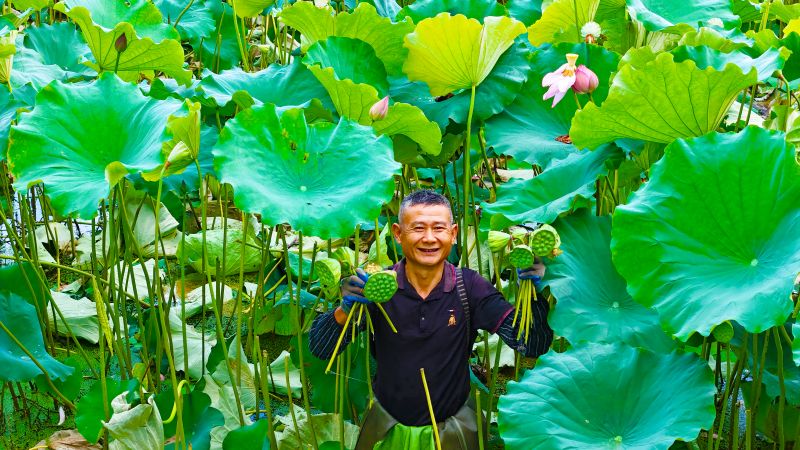 江西泰和：夏日莲塘采莲忙