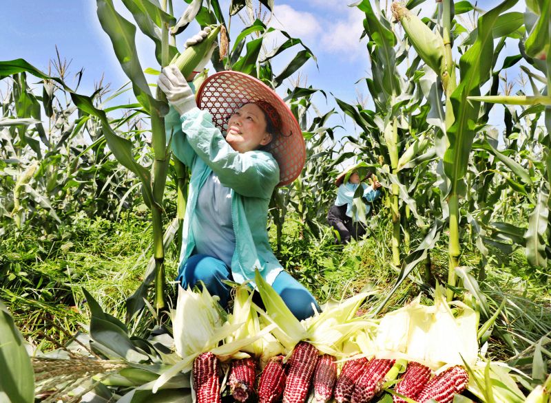 江西新余 ：水果玉米俏   村民采摘忙