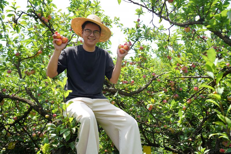 江西瑞昌：高山李子红又甜  村民增收乐淘淘