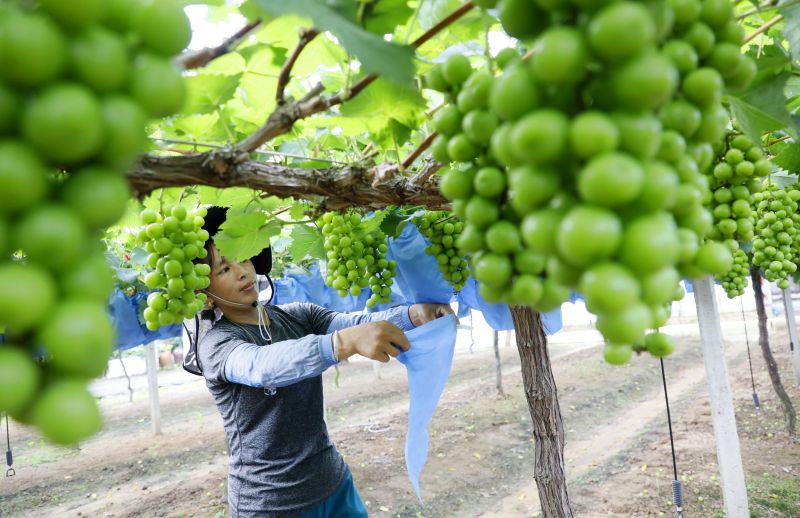江西泰和：葡萄管护正当时 施肥套袋保品质