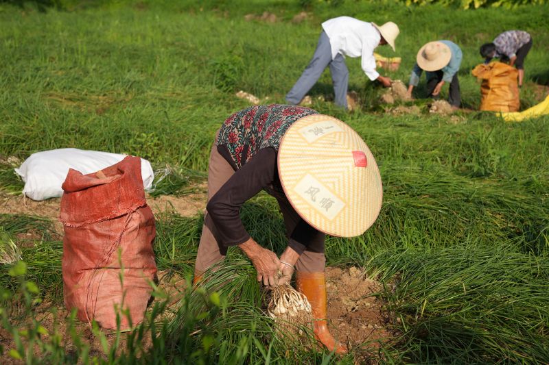 江西上高：藠头基地丰收忙