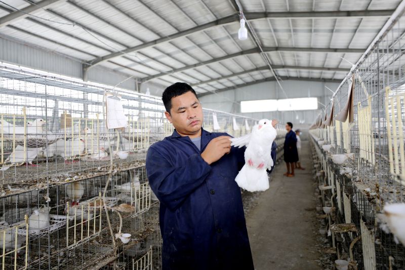 江西峡江：特色养殖助增收