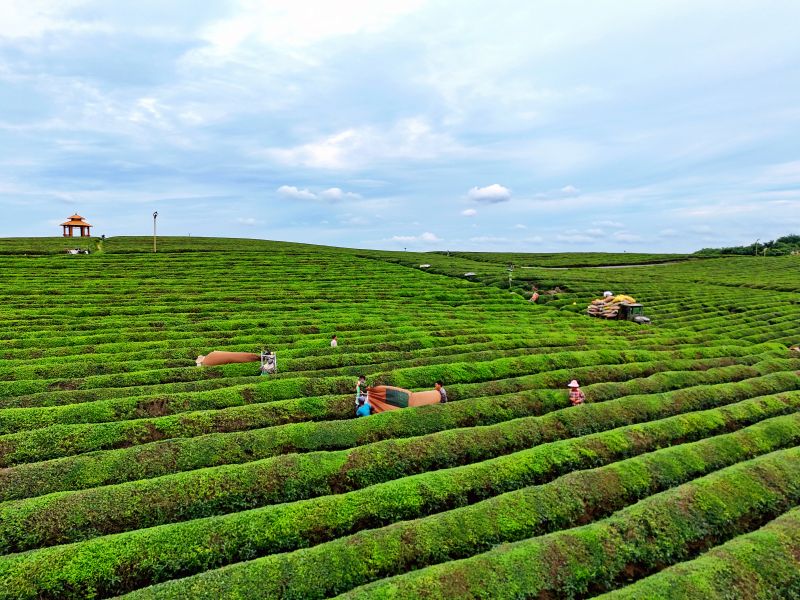江西赣江新区：机采夏茶忙