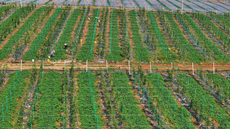 江西永丰：瓜果飘香 套种模式激活田园经济