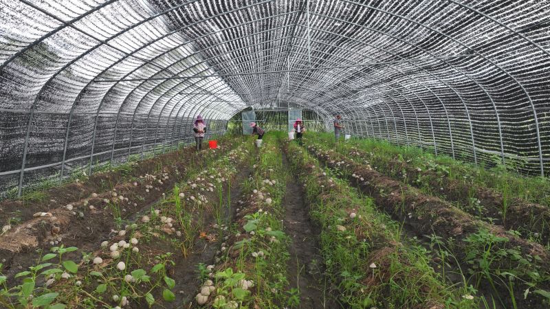 江西永丰：竹荪菇喜迎丰收