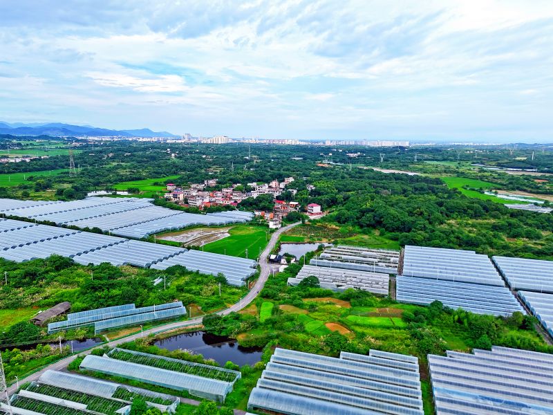 江西赣江新区：葡萄之乡夏日美