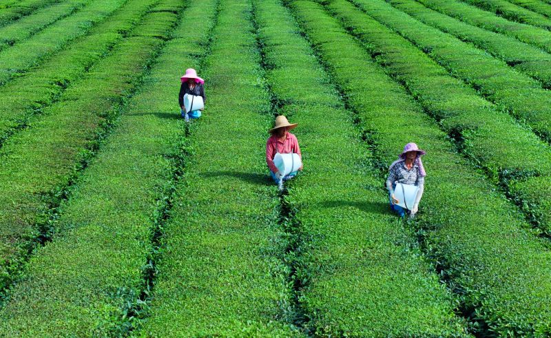 江西泰和：茶园施肥管护忙