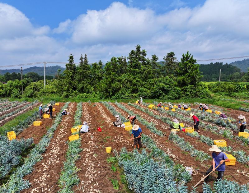 江西泰和：采收百合助力增收