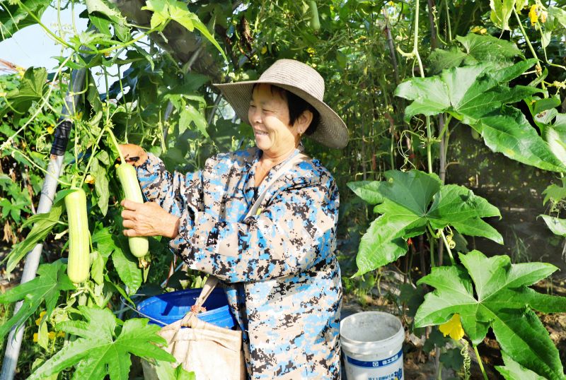江西新余：采摘丝瓜供应市场