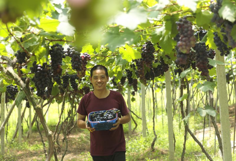 江西泰和：葡萄采摘忙