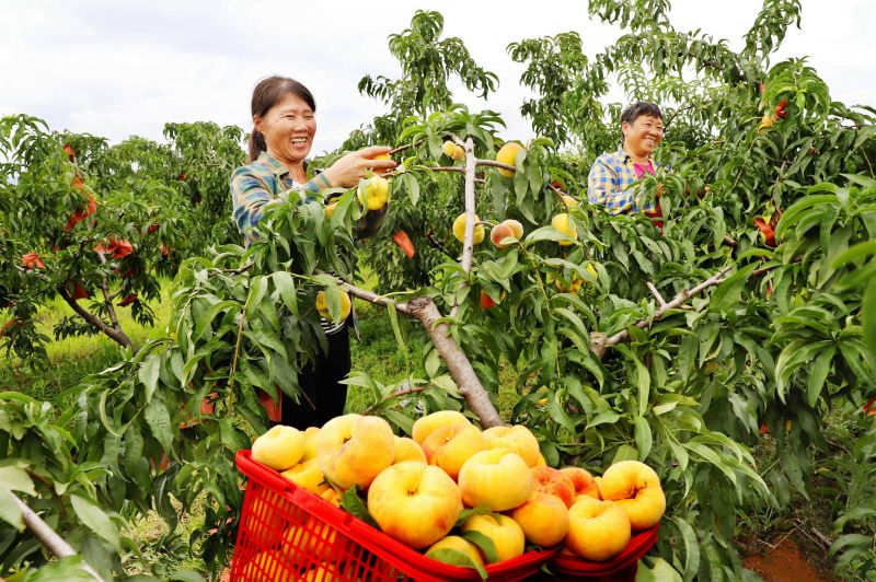江西新余：蟠桃熟了