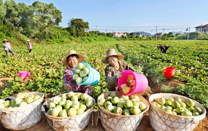 江西新余：甜瓜“甜透”瓜农心