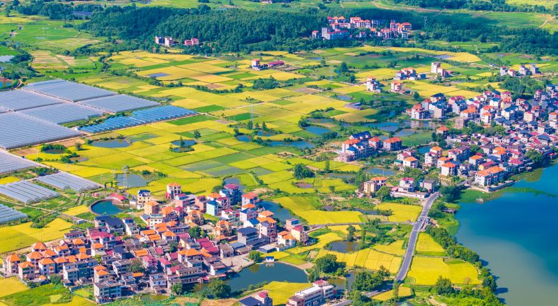 江西吉安：金色稻田 丰收图景
