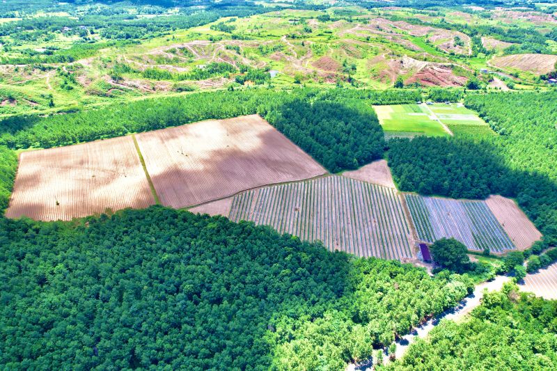 江西泰和：千亩竹篙薯孕育丰收希望