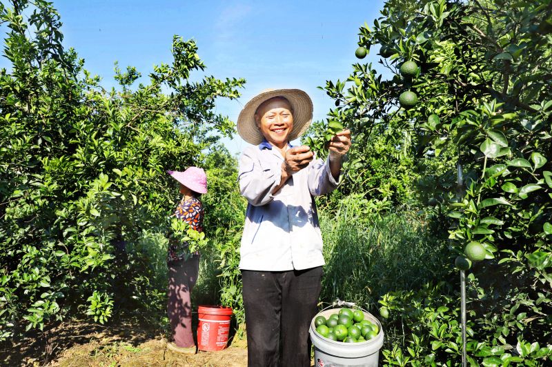 江西新余：枳壳采收忙