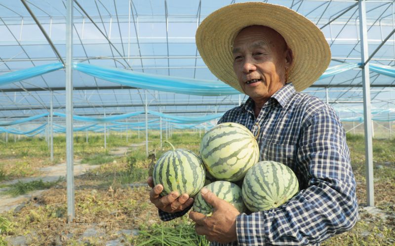 江西泰和：采收西爪