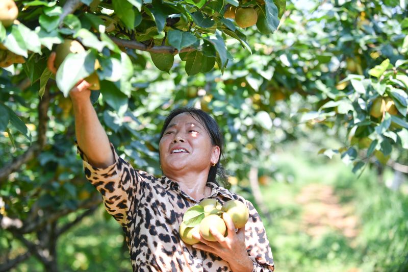 【视频】江西南昌：翠冠梨丰收