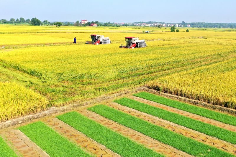 江西宜春：早稻喜开镰