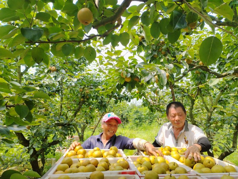 江西泰和：翠冠梨喜丰收