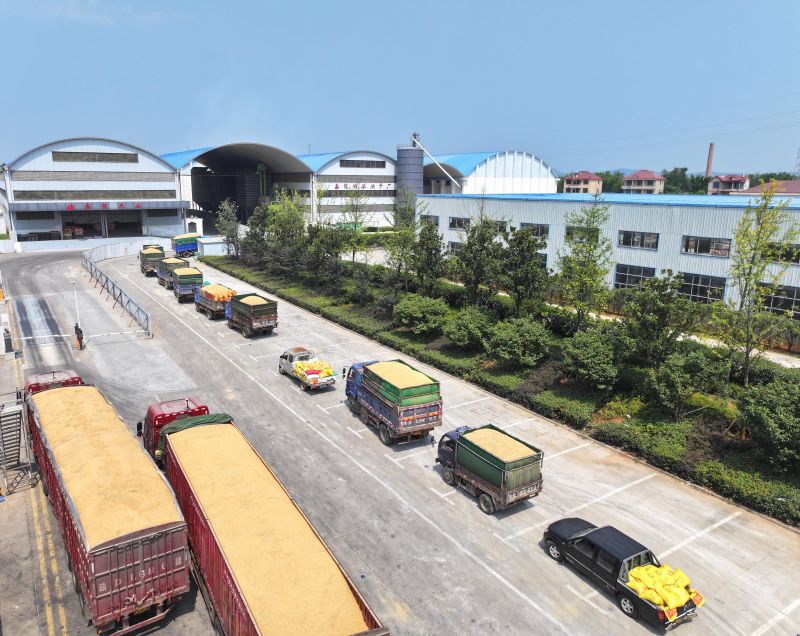 江西泰和：农民售粮忙