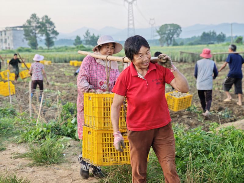 江西永丰：千亩百合喜获丰收 金疙瘩“撑满”钱袋子