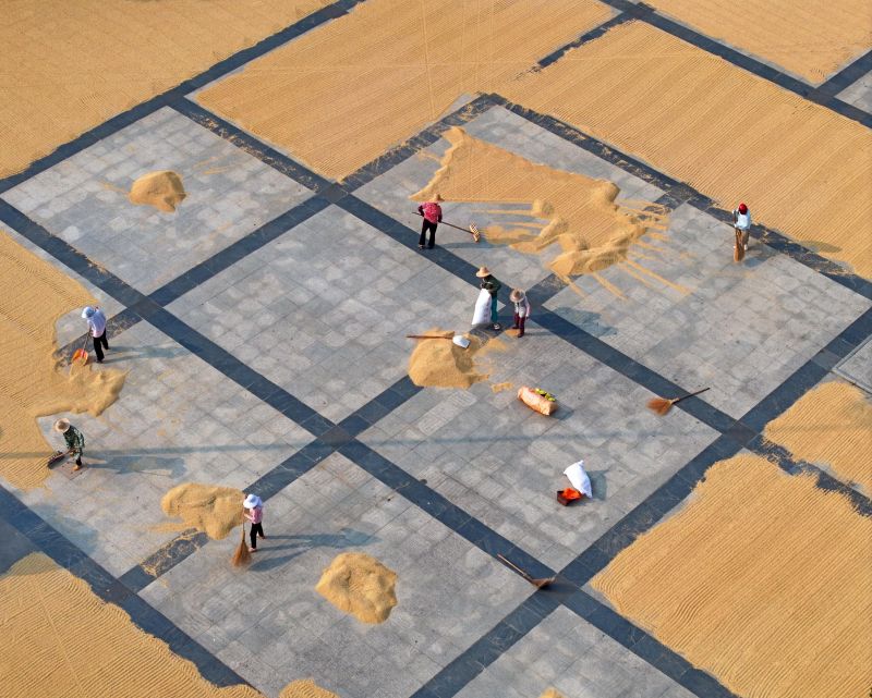 江西泰和：抢抓晴好天气晒稻谷