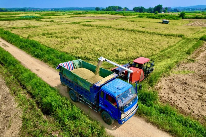 江西泰和：早稻收割忙