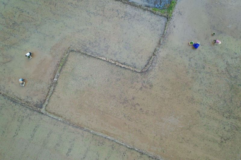 江西泰和：夏日田园农事忙