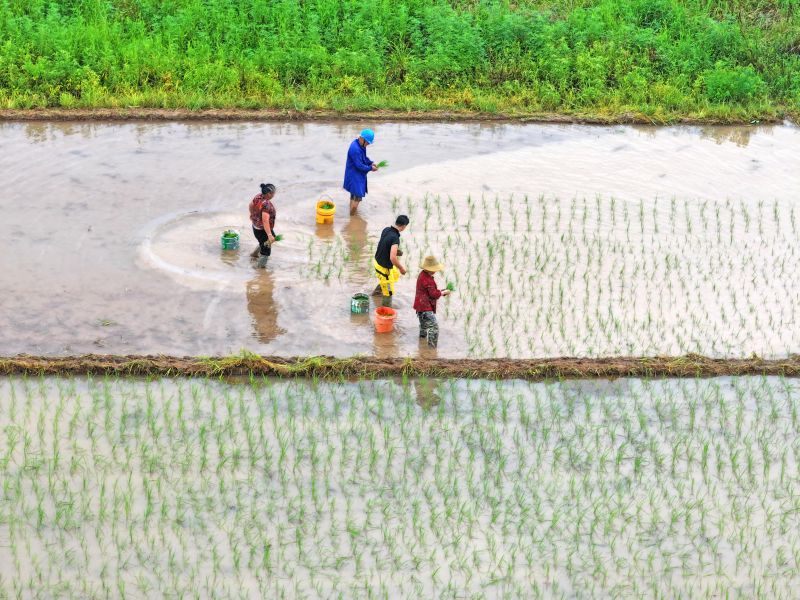 江西泰和:栽插晚稻