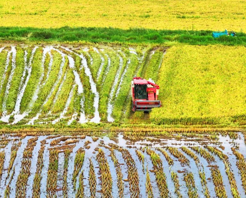 江西泰和：抢收夏粮