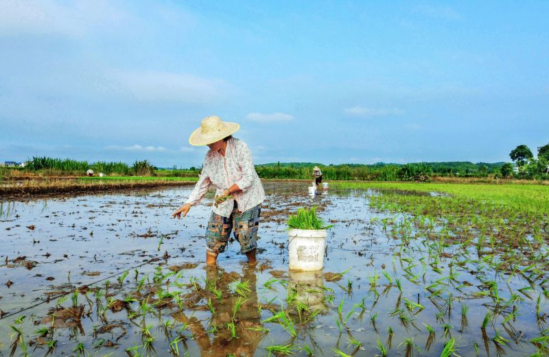 江西新余：稻田“双抢”忙
