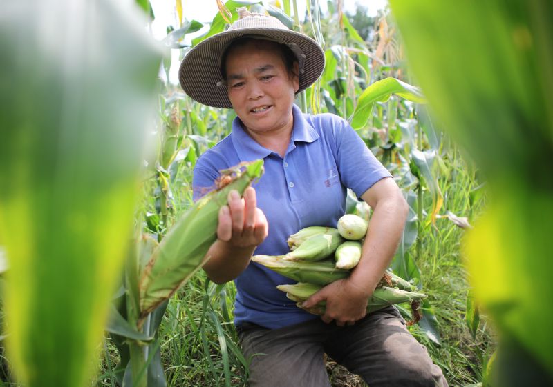 江西宜春：玉米新品种促增收