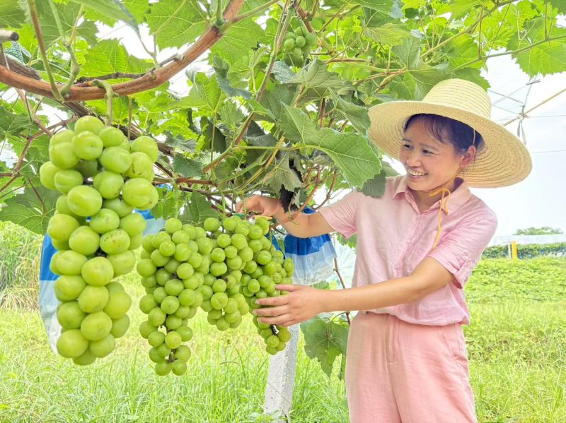 江西万安：葡萄采摘正当时