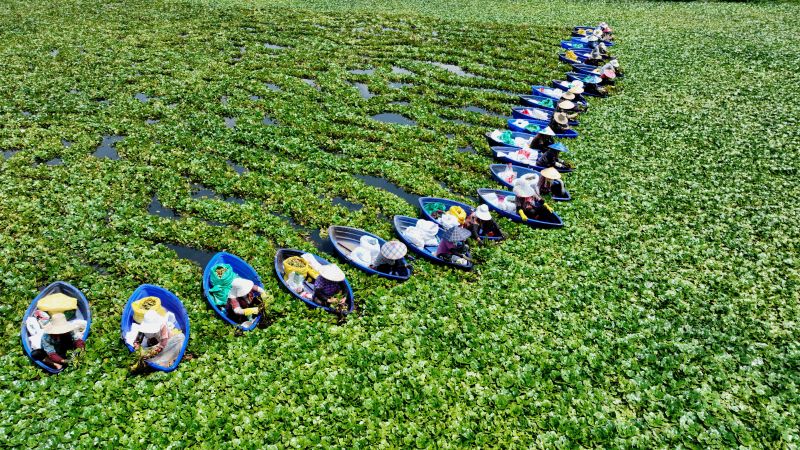 江西分宜：菱角成熟采摘忙