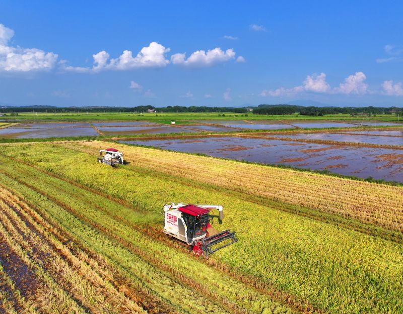 江西泰和：抢收早稻