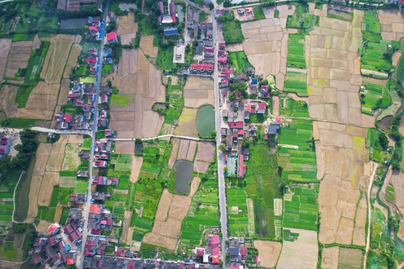 江西泰和：夏日田园美若调色板