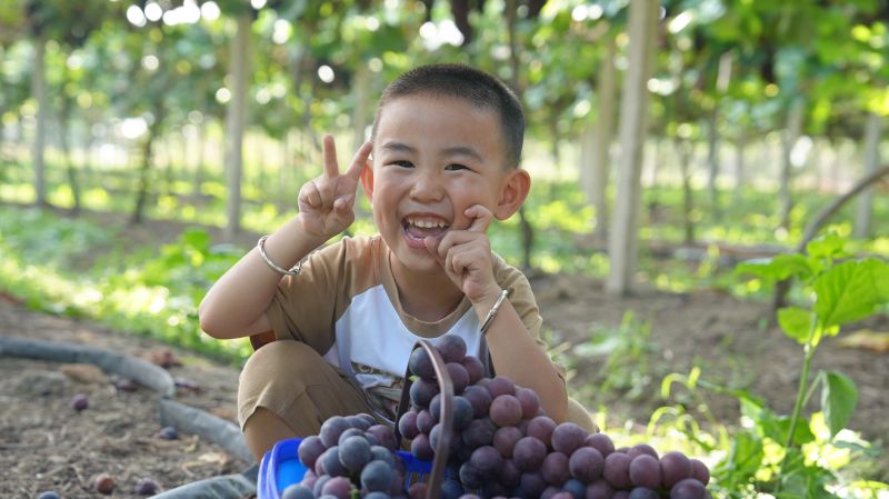 江西永丰：暑期葡萄采摘乐融融