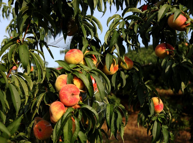 江西分宜：蟠桃飘香采摘忙