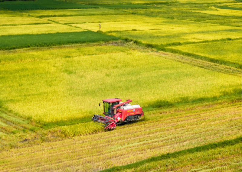 江西萍乡："双抢"进行时