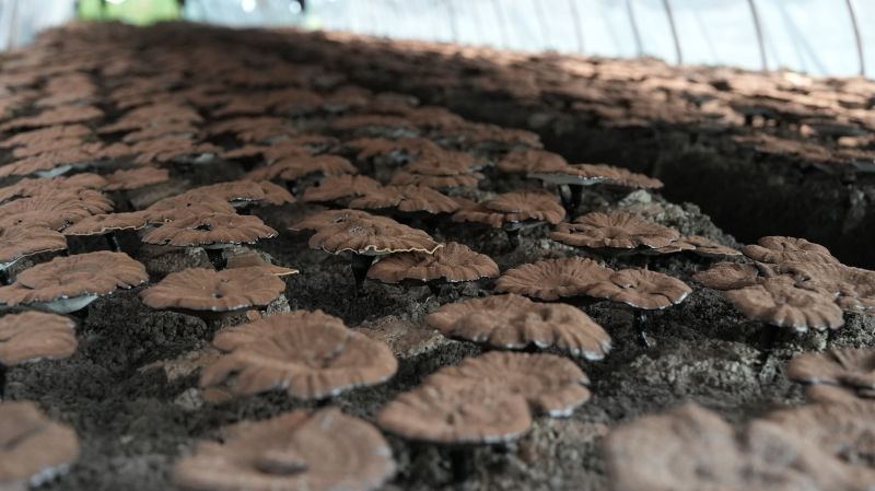 江西永丰：小灵芝开出乡村振兴“致富花”