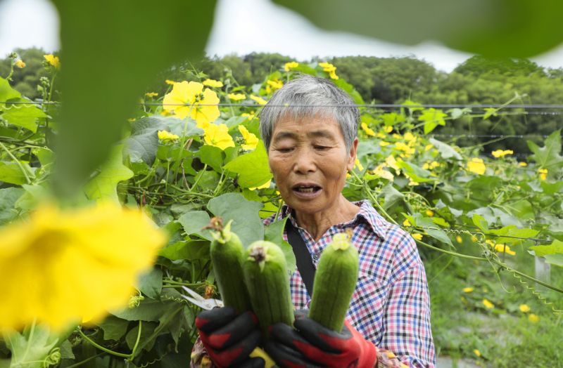 江西泰和：采收丝瓜助力增收