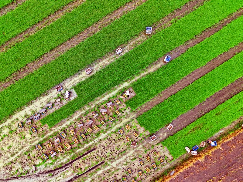 赣江新区：晚稻栽种忙