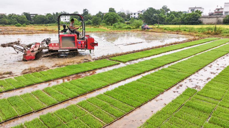 江西赣州：晚稻插秧忙