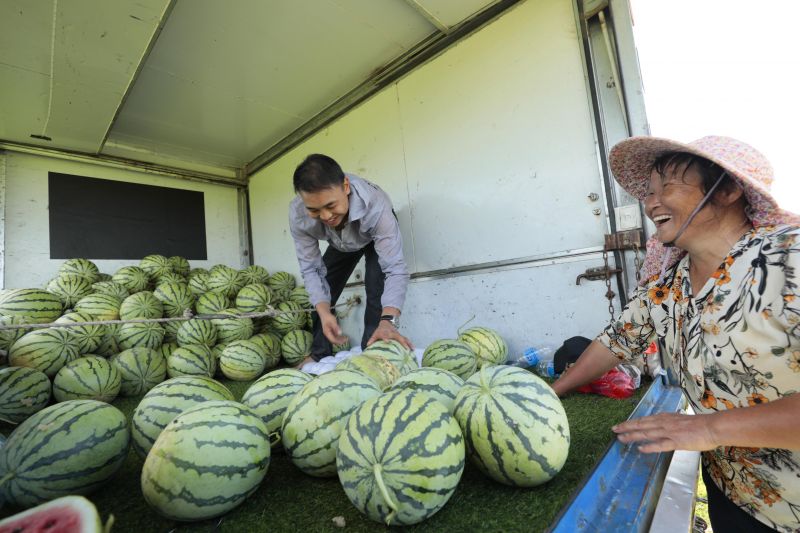 江西泰和：西瓜喜获丰收 甜蜜产业助力乡村振兴